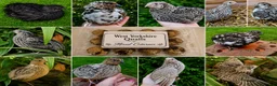 Quail poultry for sale: Coturnix Quail hatching eggs Japanese quail mixed  - Advert 1