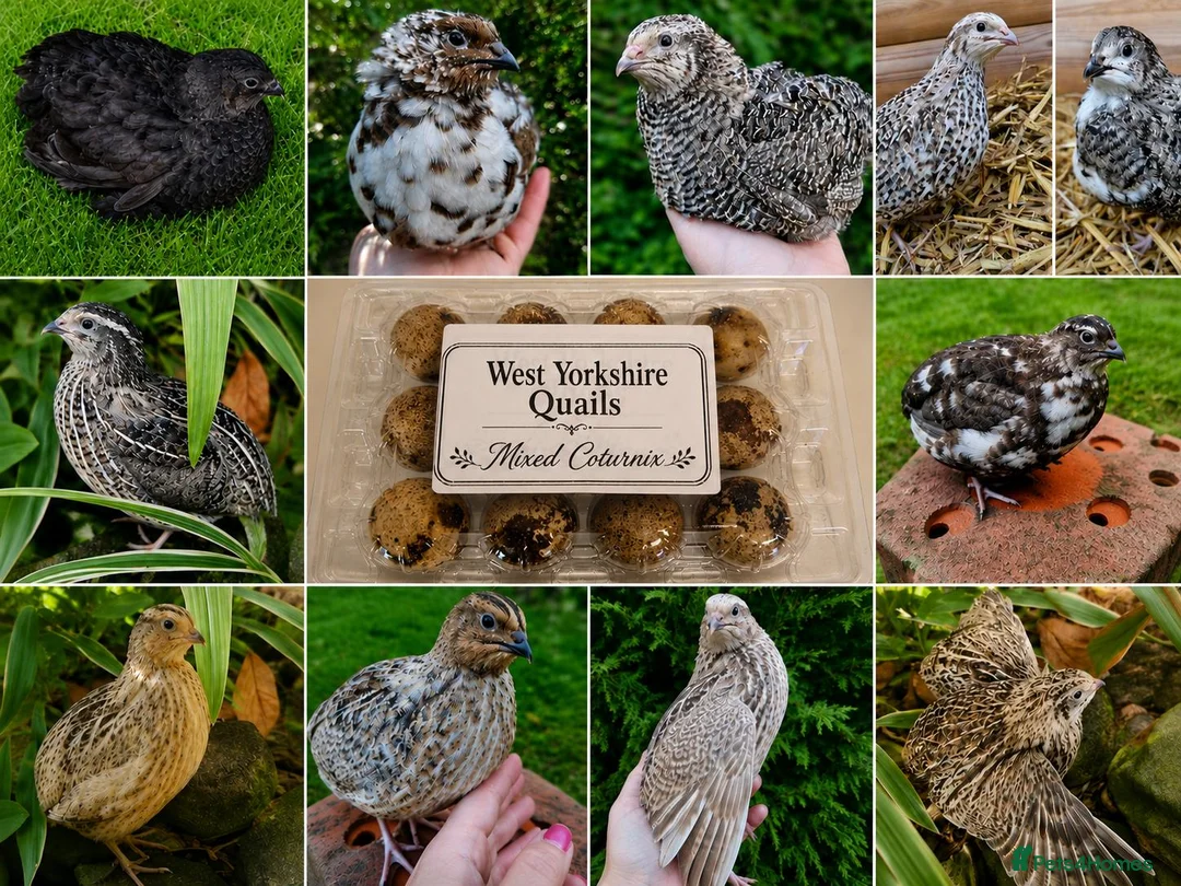 Quail poultry for sale: Coturnix Quail hatching eggs Japanese quail mixed  - Advert 1