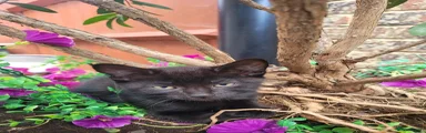 Black kitten 2