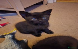 Mixed Breed cats for sale: Ragdoll X Kittens - Image 18
