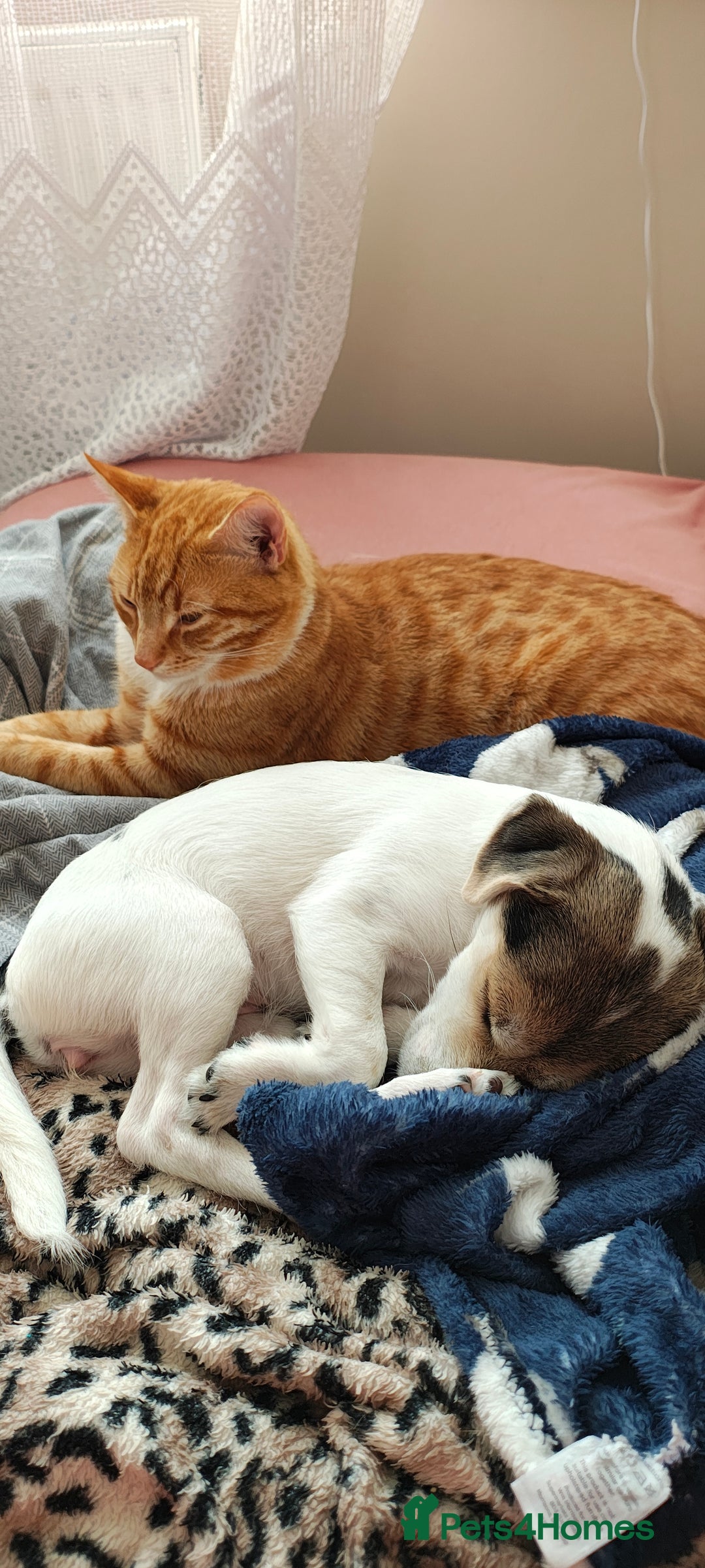 Chorkie dogs for sale: Gorgeous, little chorkie girl  - Image 7