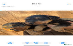Welsh Terrier dogs for sale: Our 2 beautiful Welsh terrier pups for sale - Image 3