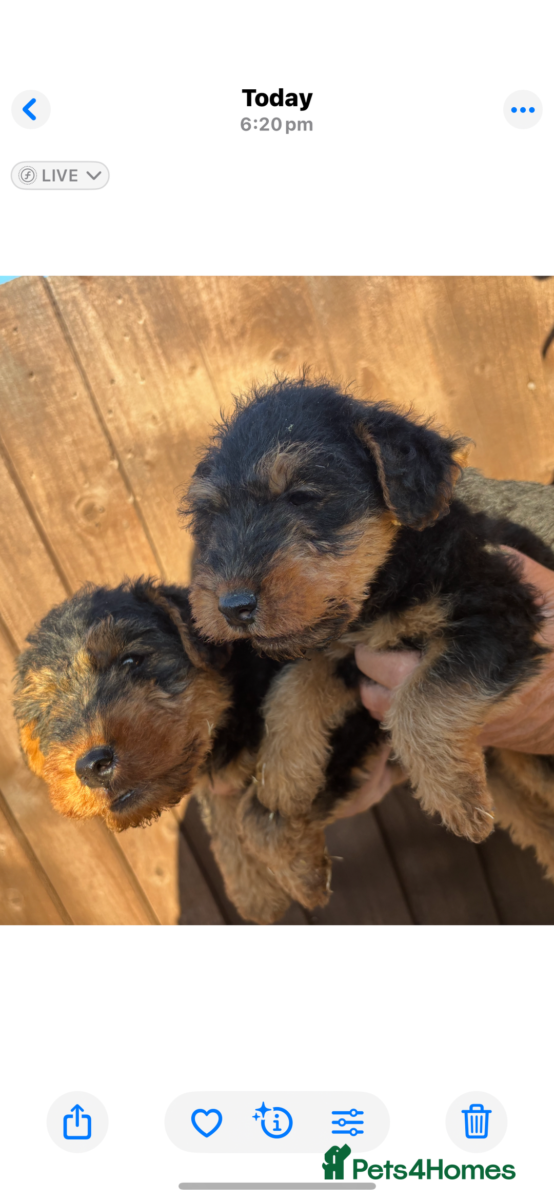 Welsh Terrier dogs for sale: Our 2 beautiful Welsh terrier pups for sale - Image 3