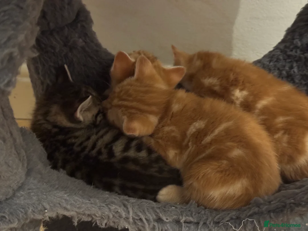 American Shorthair cats for sale: Beautiful Rare GingerKittens Alonghair X BSH cross - Advert 6