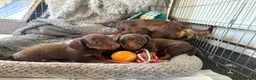 Dachshund dogs for sale: Long haired chocolate and tan  - Advert 7