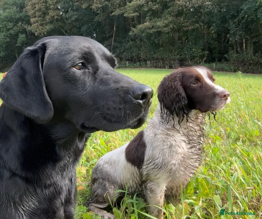 Labrador Retriever dogs for stud: Health Tested Working Labrador Retriever for stud in Burton-on-Trent - Advert 6