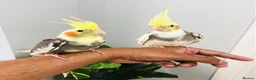 Cockatiels birds for sale: Beautiful hand tamed cockatiels for sale. - Advert 6