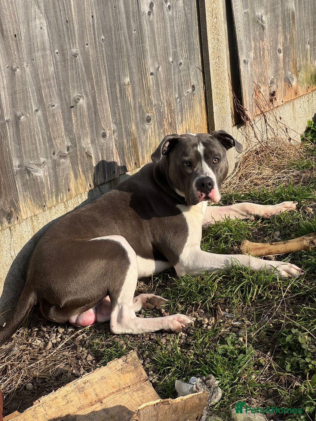Presa Canario dogs for sale: Hugo  - Image 4