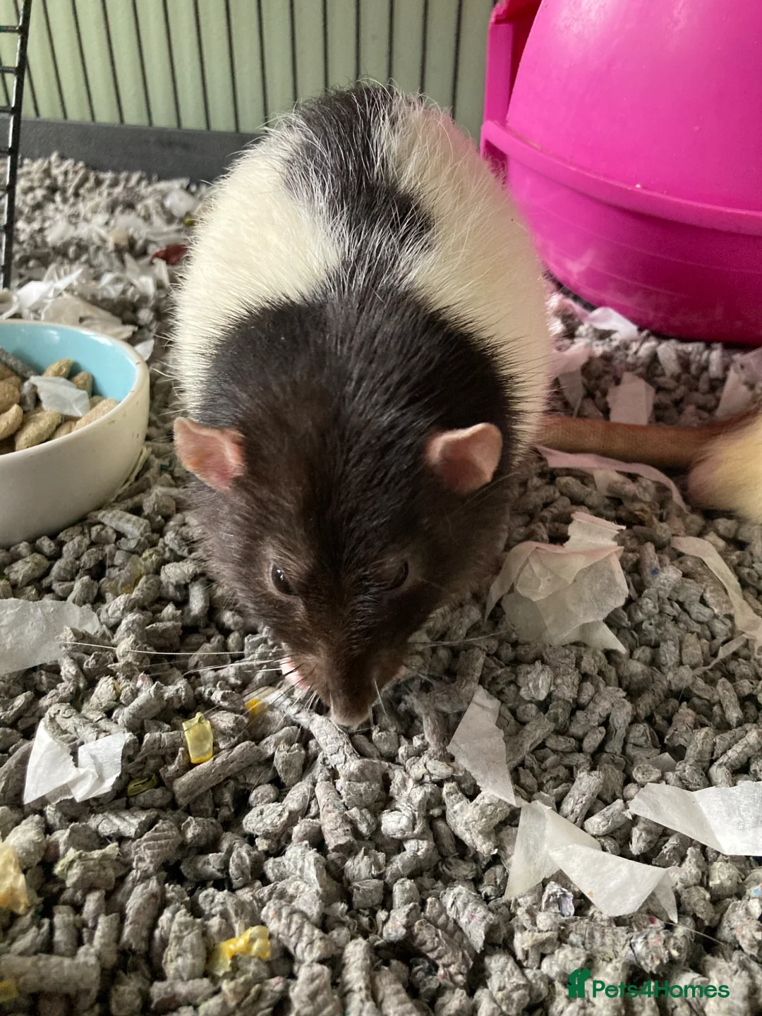 Rat rodents for sale: 4rats & full cage set up  in Plymouth - Advert 1