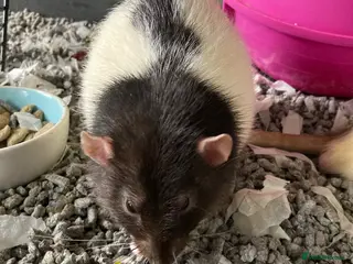 Rat rodents 4rats & full cage set up - Advert 1