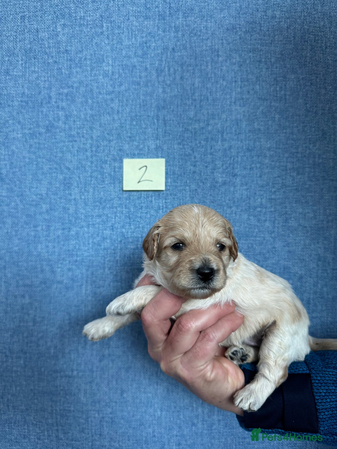 Cavachon dogs for sale: Cavapoochon puppies for sale - Advert 10