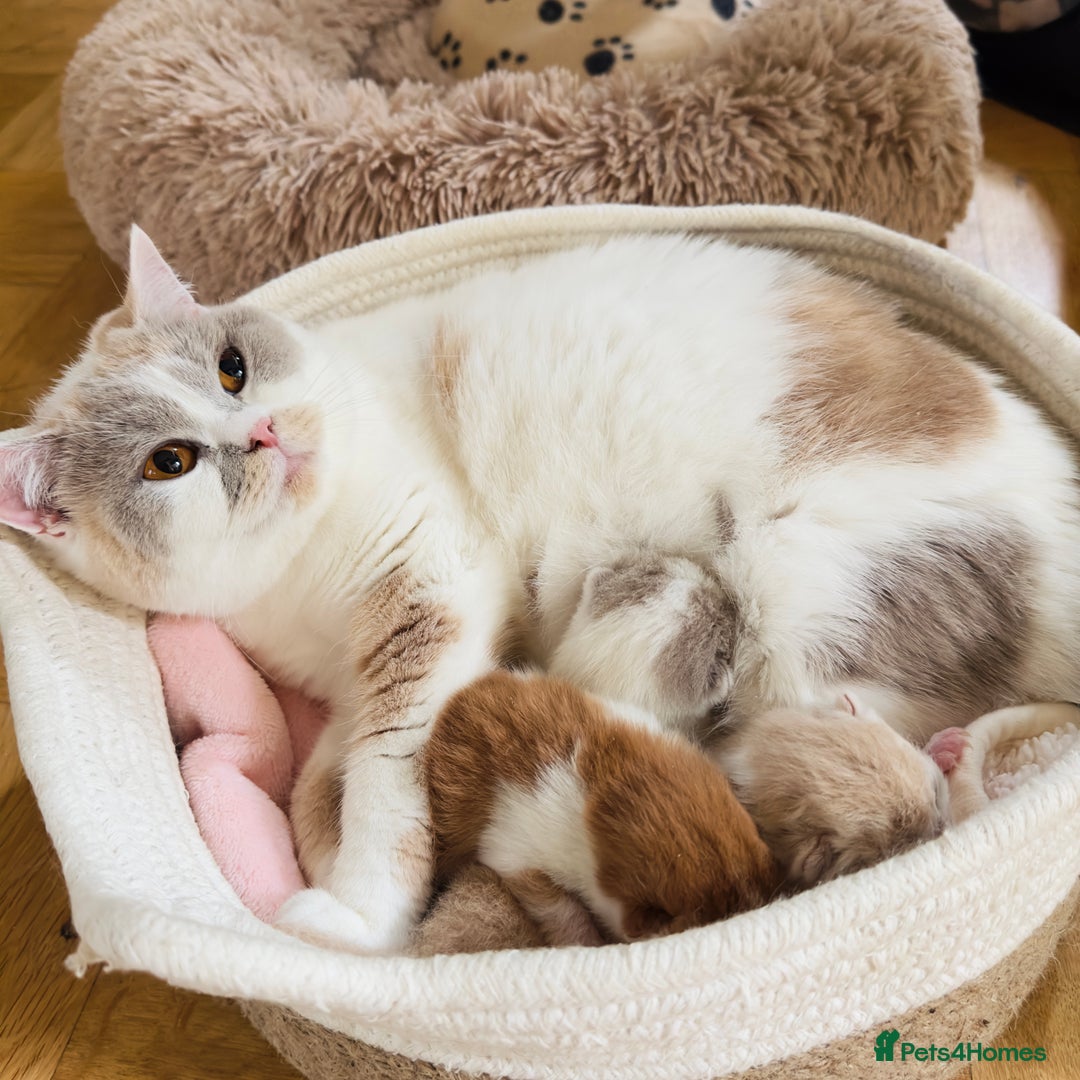 British Shorthair cats for sale: Exceptional British Shorthair Kittens, GCCF& TICA  - Image 7