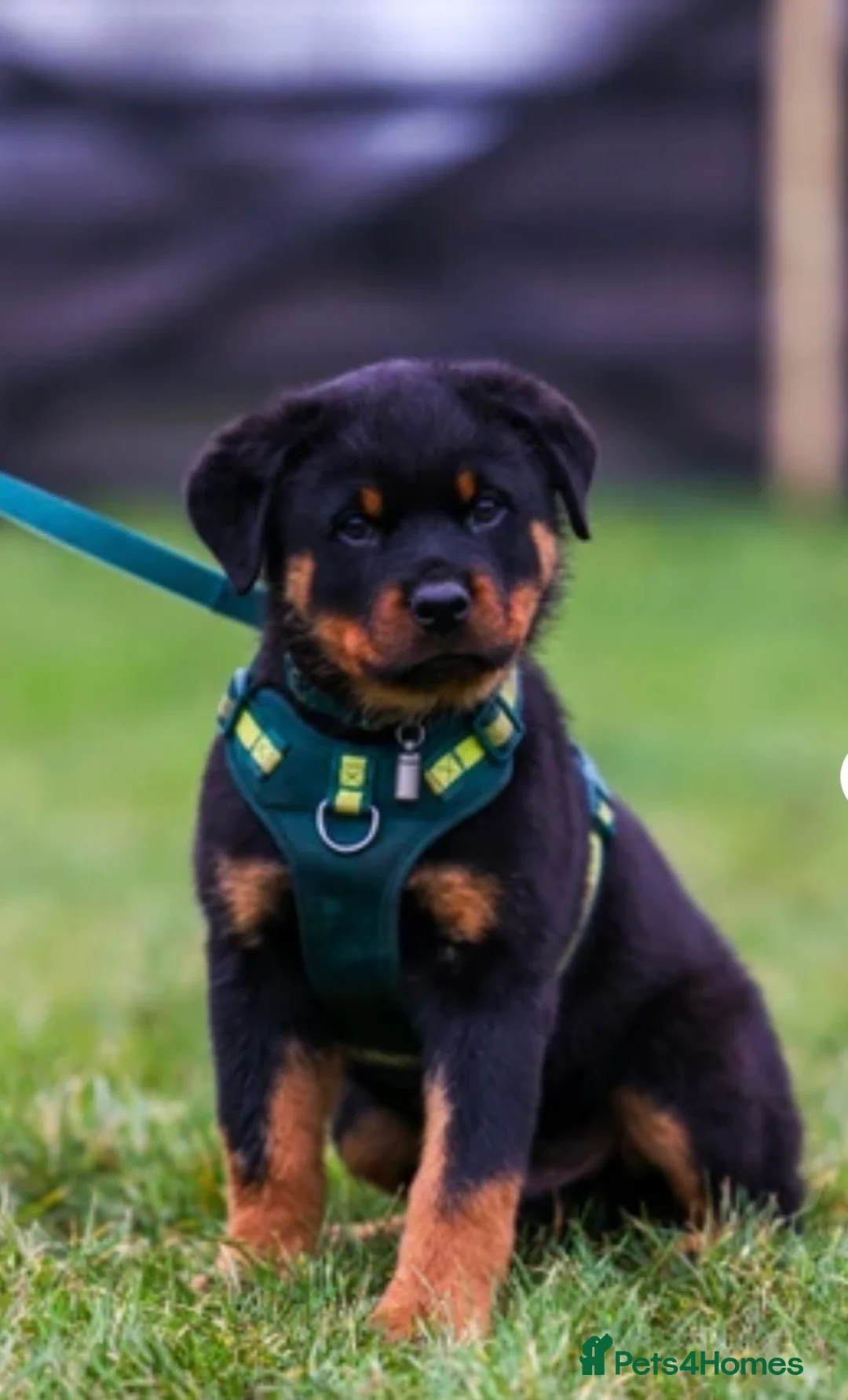Rottweiler dogs for sale: Rottweiler Puppies - Advert 20