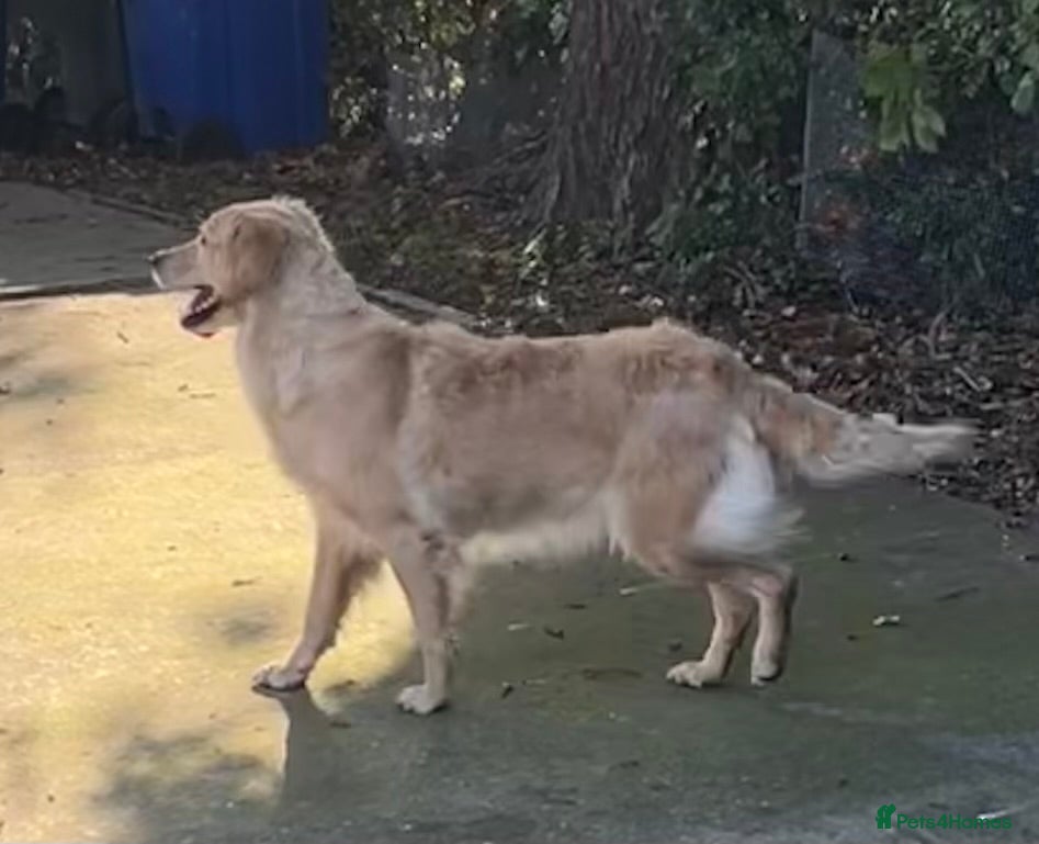 Golden Retriever dogs Licensed breeder! Genetically perfect sired pups  - Advert 5