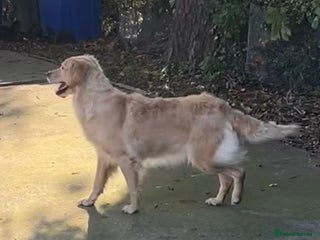 Golden Retriever dogs - Advert 1