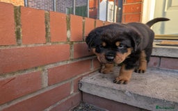 Rottweiler dogs for sale: Exclusive UK Rottweiler Puppy Champion Bloodlines - Image 12