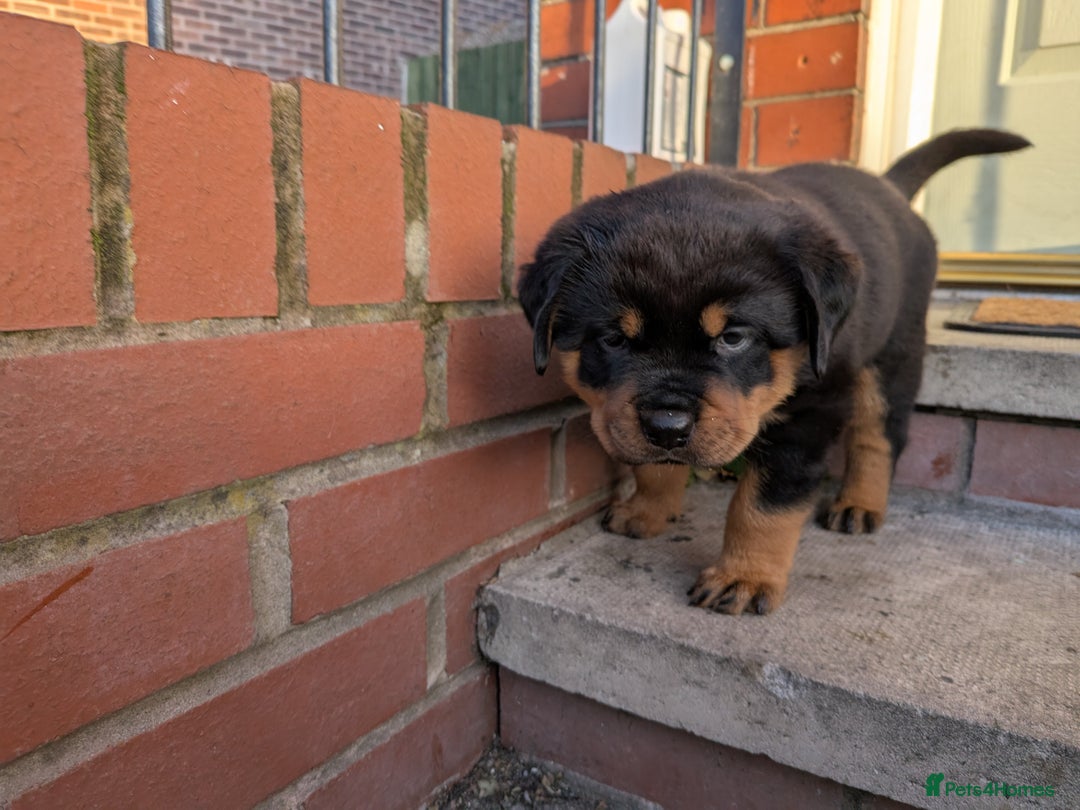 Rottweiler dogs for sale: Exclusive UK Rottweiler Puppy Champion Bloodlines - Image 12