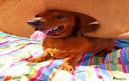 Dachshund dogs for stud: Beautiful Red Dachshund for Stud ONLY - Image 3