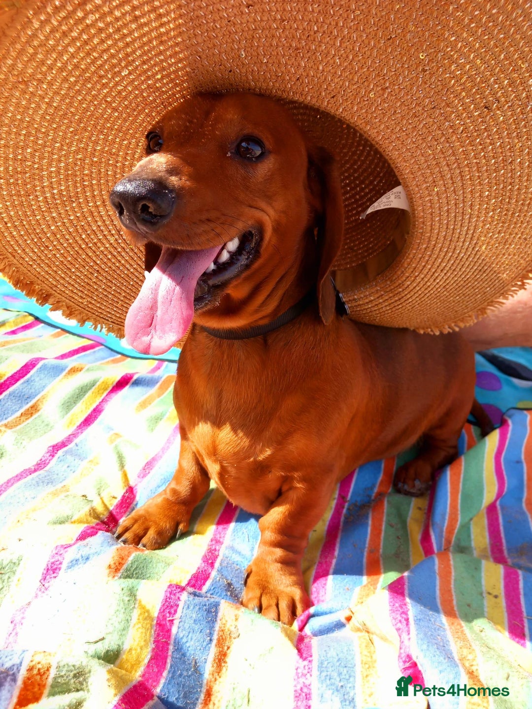 Dachshund dogs for stud: Beautiful Red Dachshund for Stud ONLY - Image 3