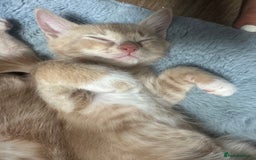 Ragdoll cats for sale: 6 beautiful well loved kittens. 2 girls remaining - Image 21
