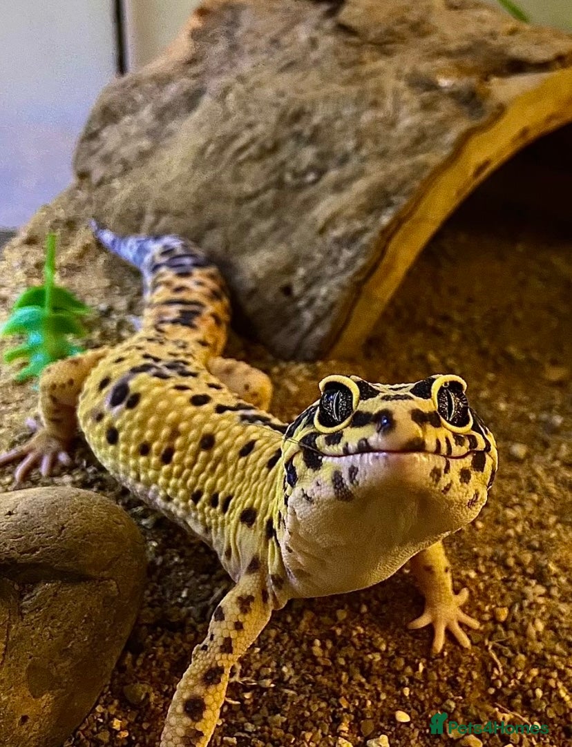 Gecko reptiles Leopard gecko  - Advert 1