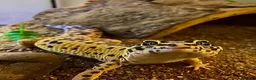 Gecko reptiles for sale: Leopard gecko  - Advert 1
