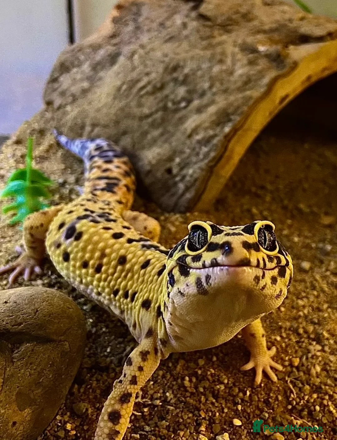 Gecko reptiles for sale: Leopard gecko  - Advert 1
