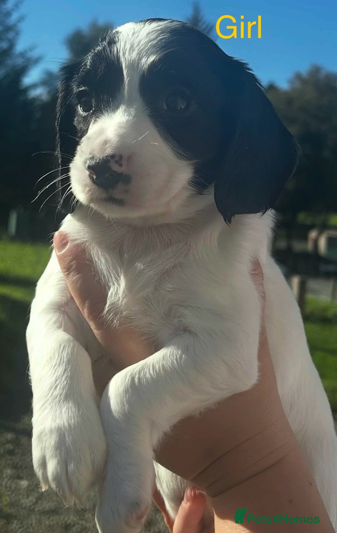 Cocker Spaniel dogs for sale: KC registered working cocker spaniels  - Image 2