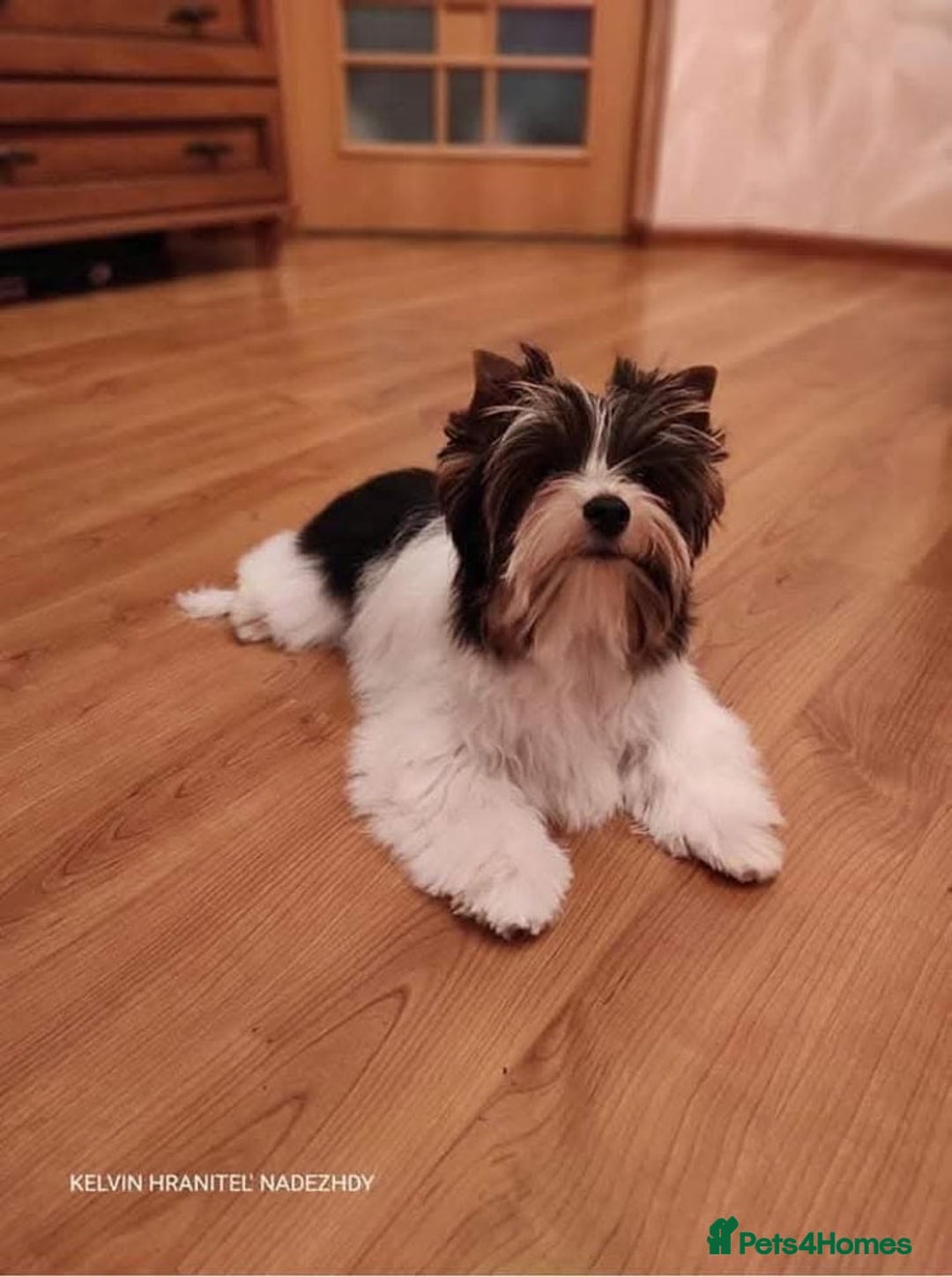 Mixed Breed dogs for sale: Toy Poodle X Biewer Terrier  - Image 7