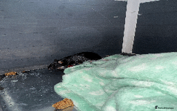 Rat rodents for sale: RATS FOR SALE - Image 3