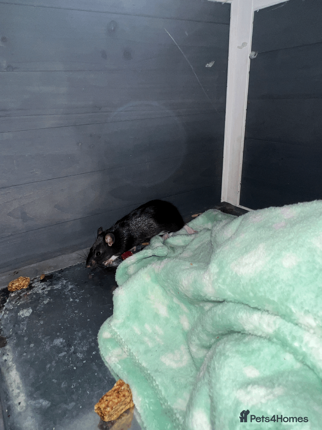 Rat rodents for sale: RATS FOR SALE - Image 3