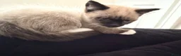 Snowshoe cats for sale: Snowshoe kitten  - Advert 1