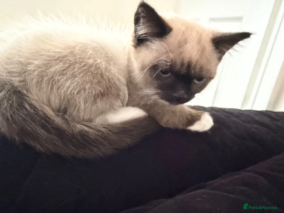 Snowshoe cats for sale: Snowshoe kitten  - Advert 1