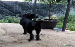 Mixed Breed dogs for adoption: TARMAC - a handsome young boy for a Loving Home - Image 5