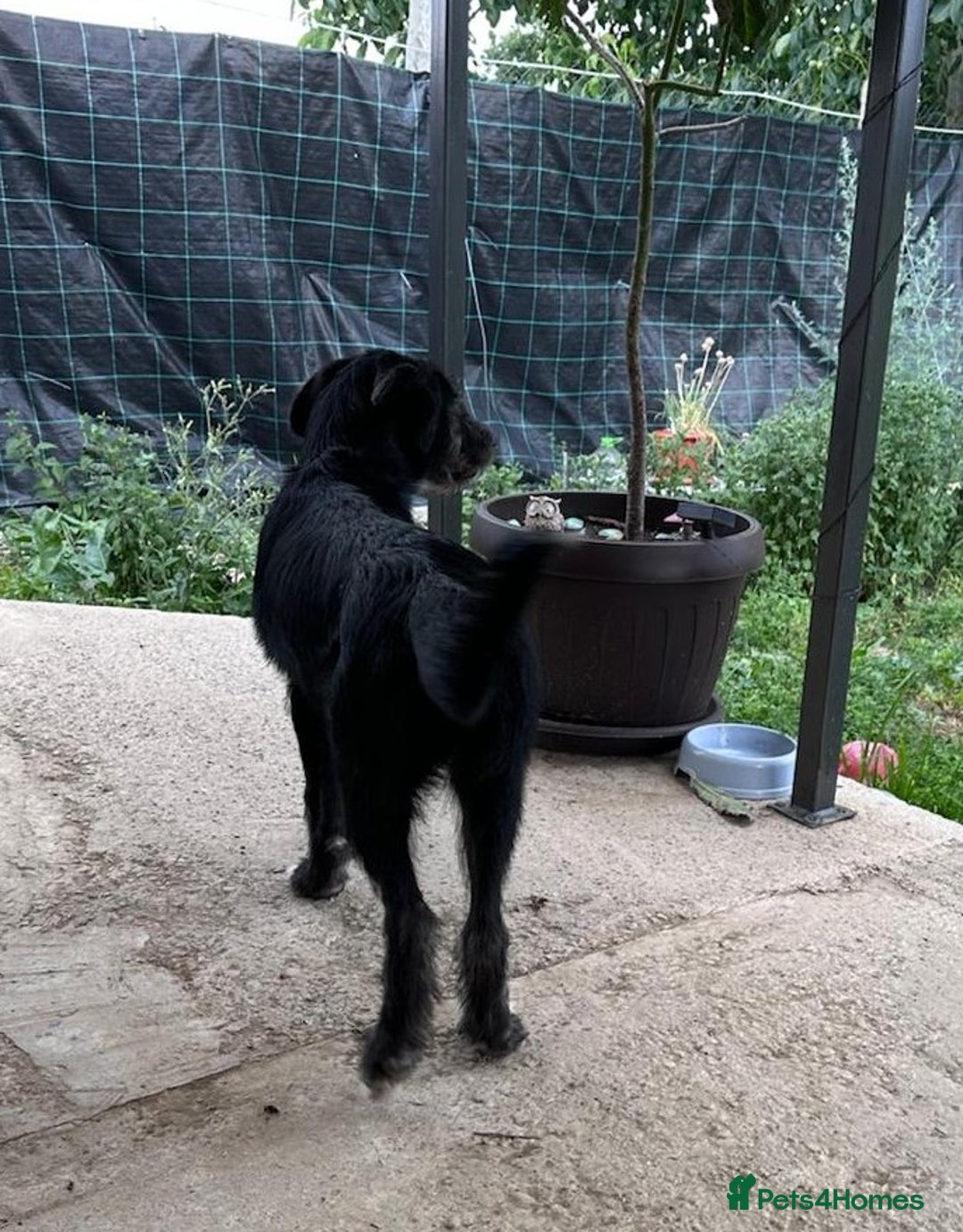 Mixed Breed dogs for adoption: TARMAC - a handsome young boy for a Loving Home - Image 5