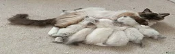 Ragdoll cats for sale: 5Gen Ped Ragdoll Kittens&Ready2Reserve - Advert 31