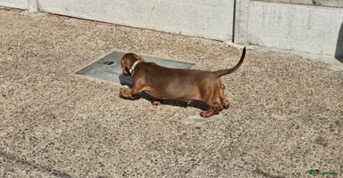 Dachshund dogs - Advert 9