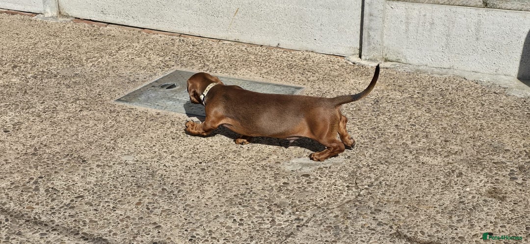 Dachshund dogs for sale: "READY GO STUNING 5 STANDARD DACHSHUND PUPPIES  - Image 7
