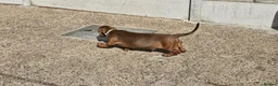 Dachshund dogs for sale:  STUNING 1 STANDARD DACHSHUND BOY  - Advert 20