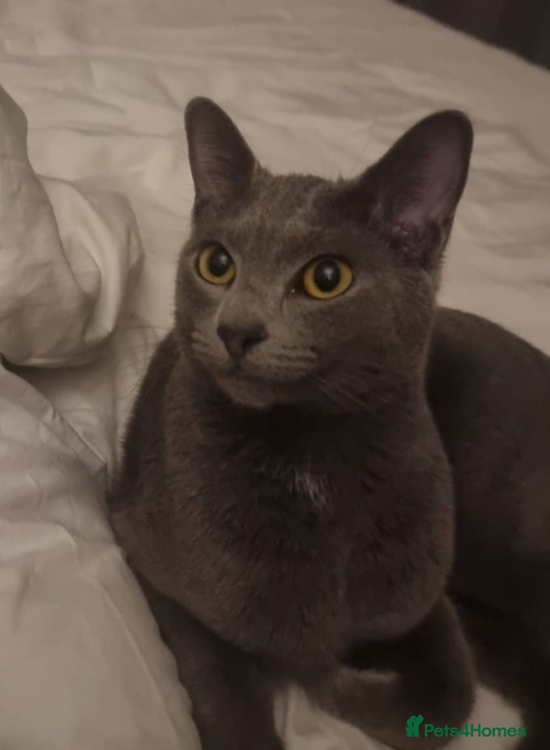 Russian Blue cats Blue Russian mixed breed kittens - Advert 2