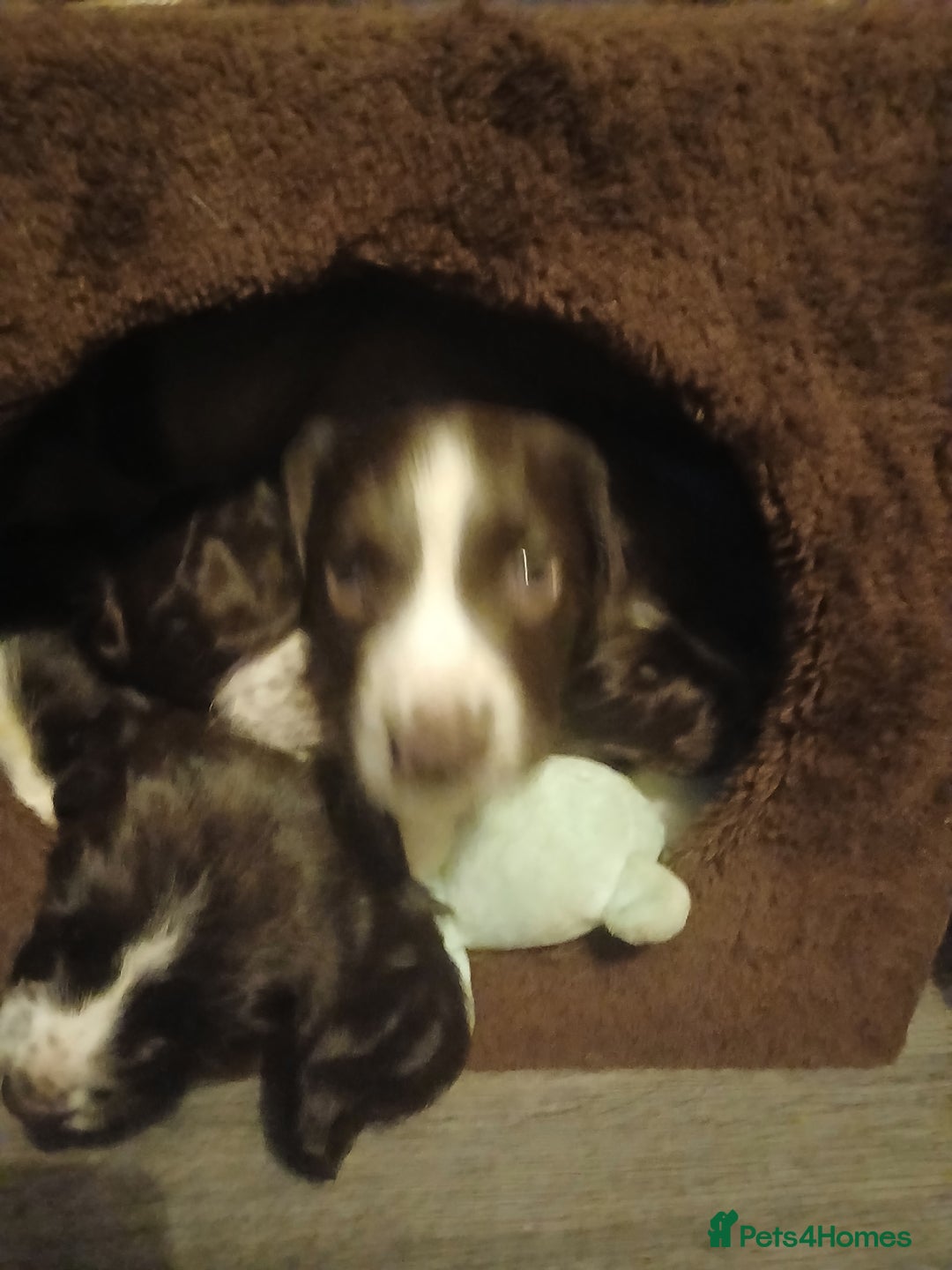 English Springer Spaniel dogs for sale: English Springer Spaniel liver & white pups - Advert 31