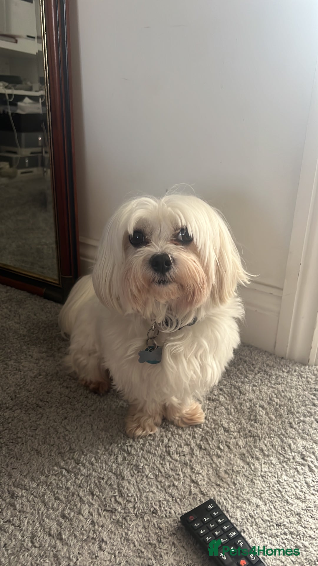 Maltese dogs for stud: Proven Full bred Maltese for stud (borehamwood) in Borehamwood - Advert 10