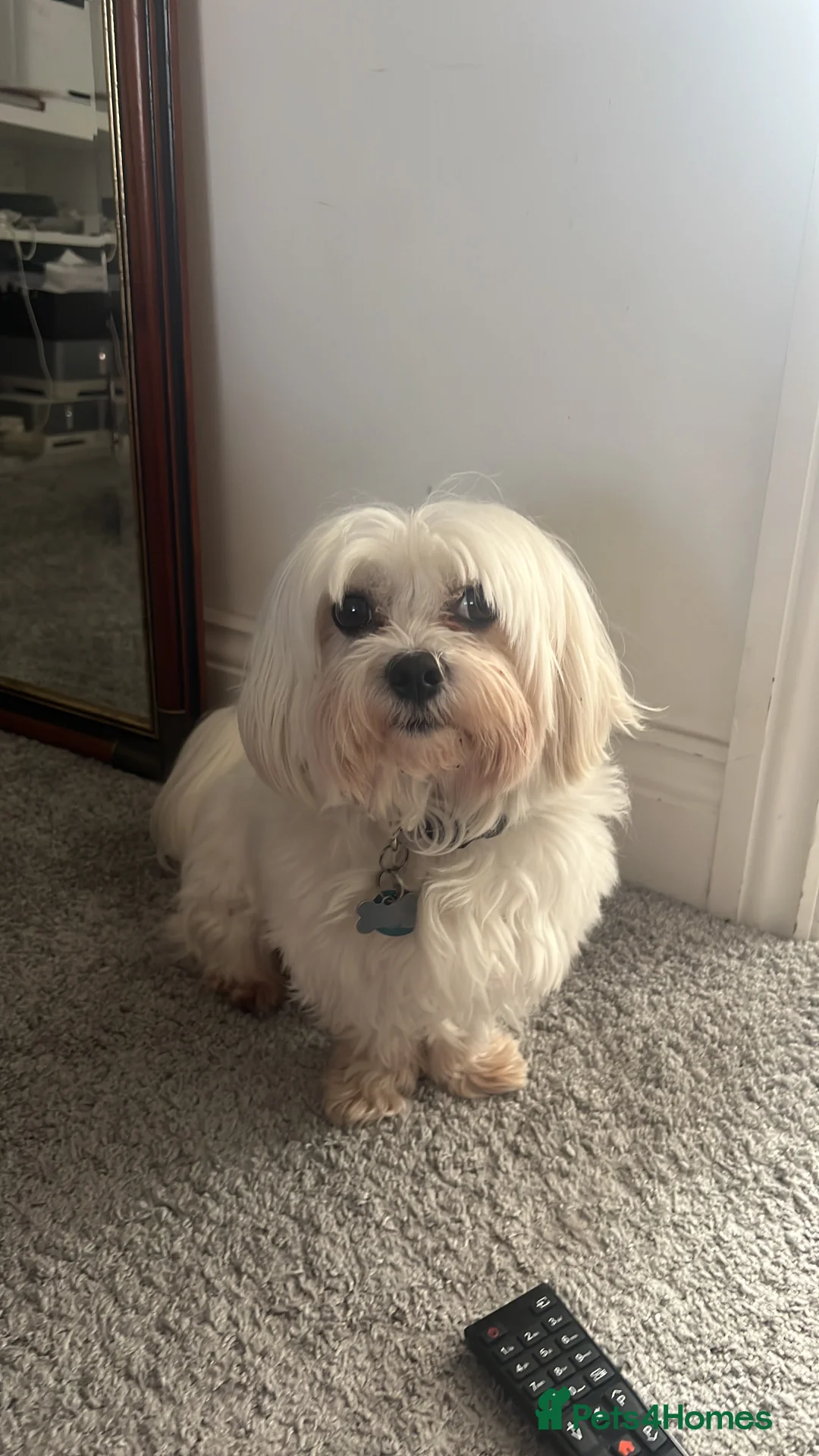 Maltese dogs for stud: Proven Full bred Maltese for stud (borehamwood) in Borehamwood - Advert 10