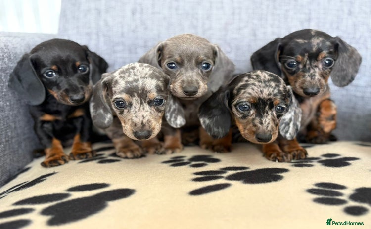 Dachshund dogs - Advert 8
