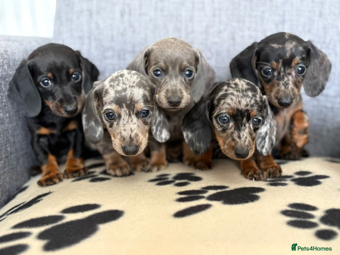 Dachshund dogs for sale: Miniature Dachshund puppies  - Image 1