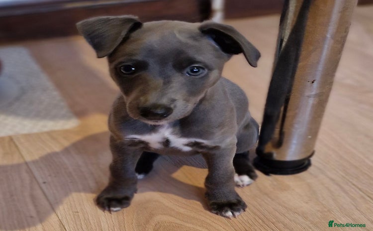 Whippet dogs - Advert 9