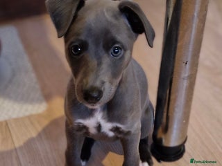 Whippet dogs - Advert 8