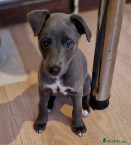 Whippet dogs - Advert 6