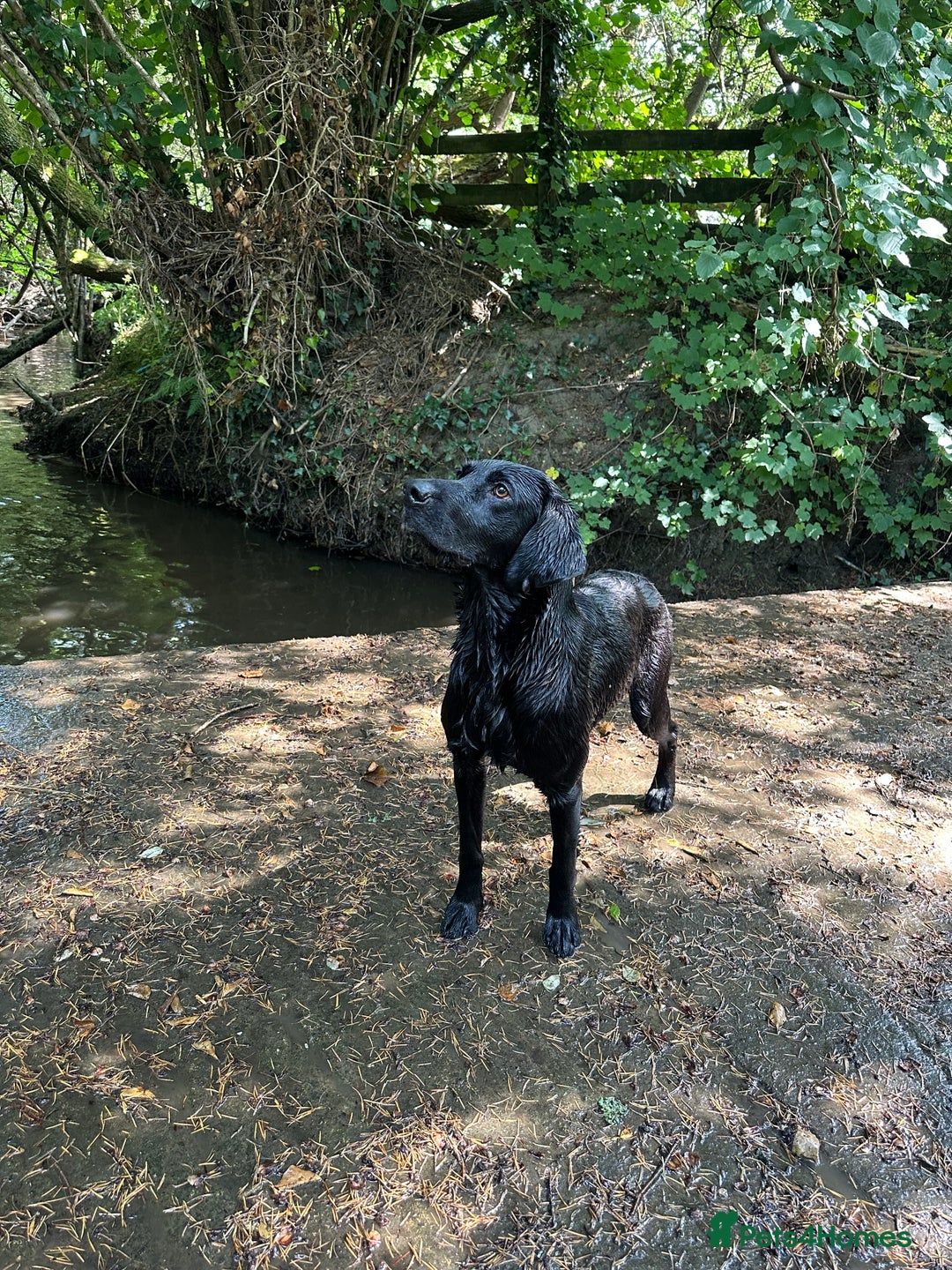 Labrador Retriever dogs for sale: Black Labrador Dog for sale  - Image 3