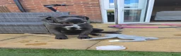 Cane Corso dogs for sale: 4 month old female cane corso  in Manchester - Advert 4